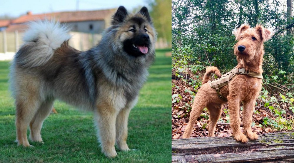 Irish Terrier vs Eurasier - Breed Comparison