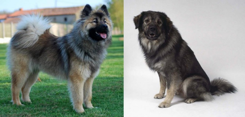 Istrian Sheepdog vs Eurasier - Breed Comparison