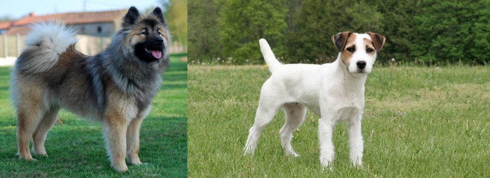 Jack Russell Terrier vs Eurasier - Breed Comparison