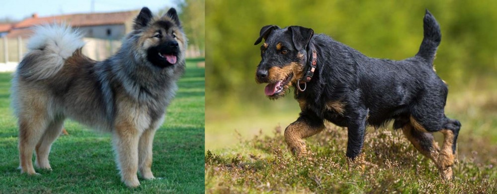 Jagdterrier vs Eurasier - Breed Comparison