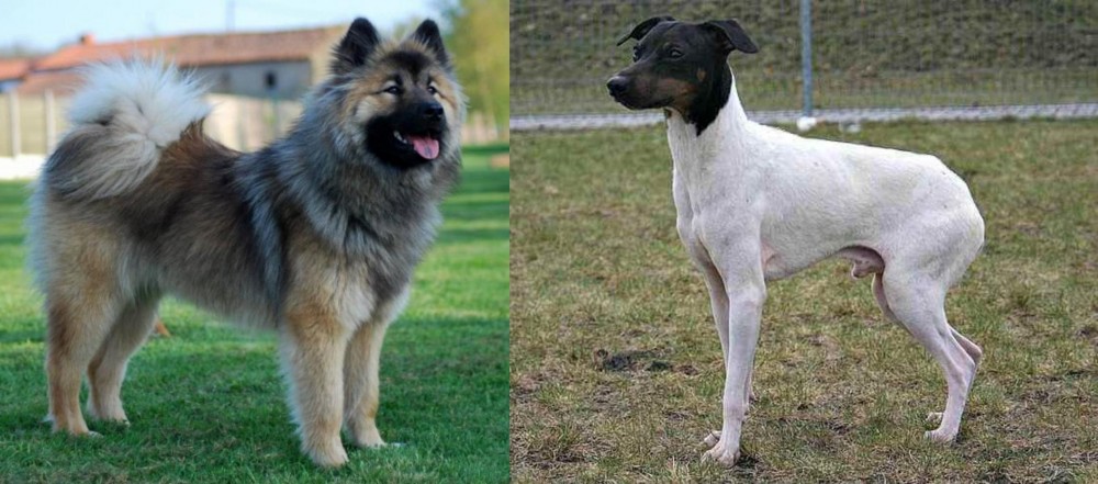 Japanese Terrier vs Eurasier - Breed Comparison