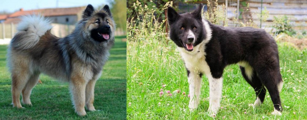 Karelian Bear Dog vs Eurasier - Breed Comparison
