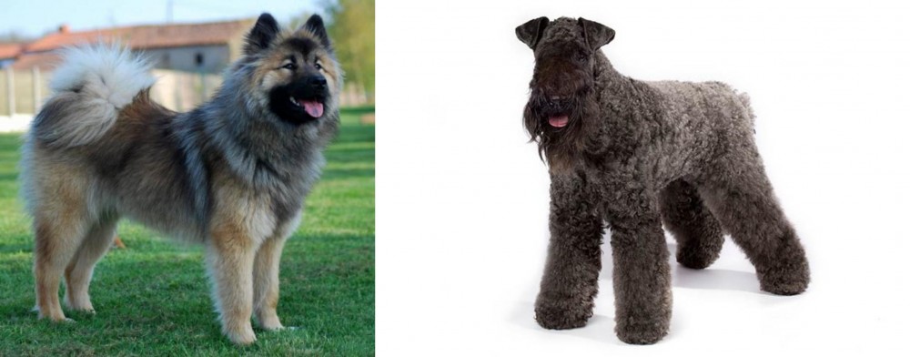 Kerry Blue Terrier vs Eurasier - Breed Comparison