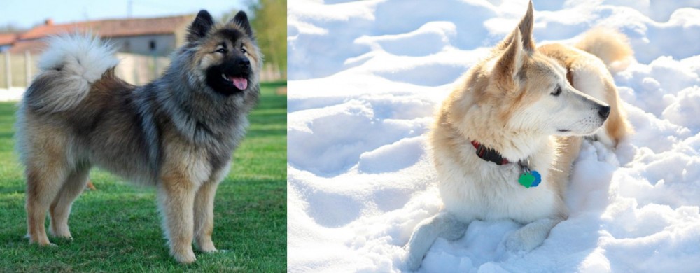 Labrador Husky vs Eurasier - Breed Comparison