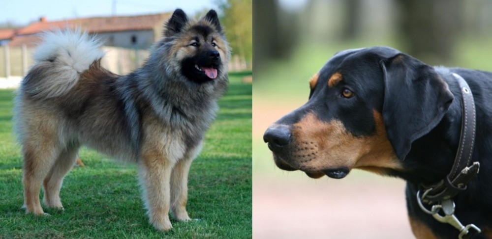 Lithuanian Hound vs Eurasier - Breed Comparison