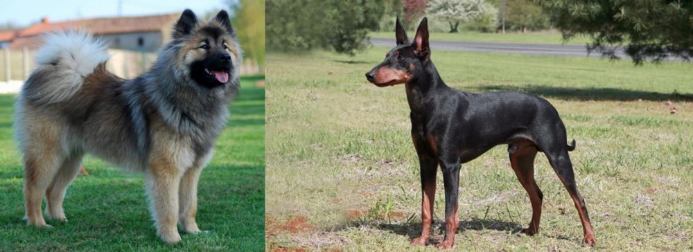 Manchester Terrier vs Eurasier - Breed Comparison