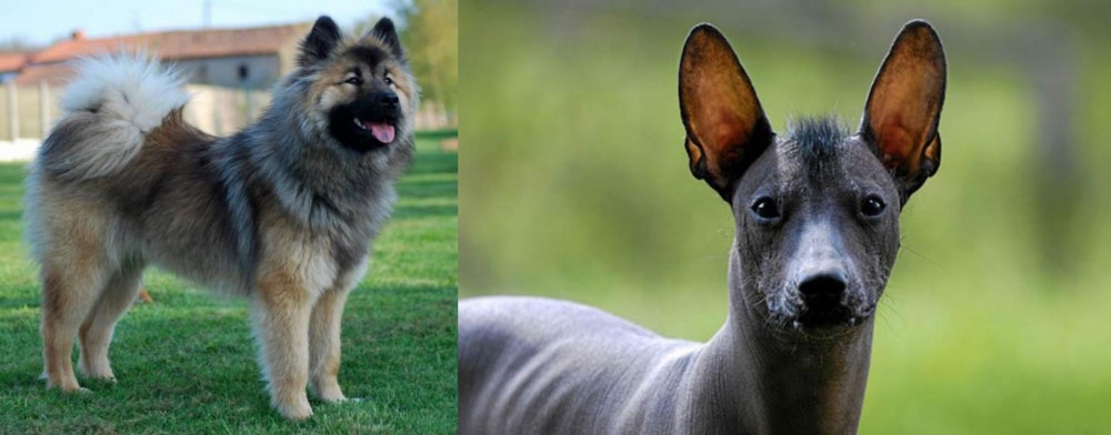 Mexican Hairless vs Eurasier - Breed Comparison