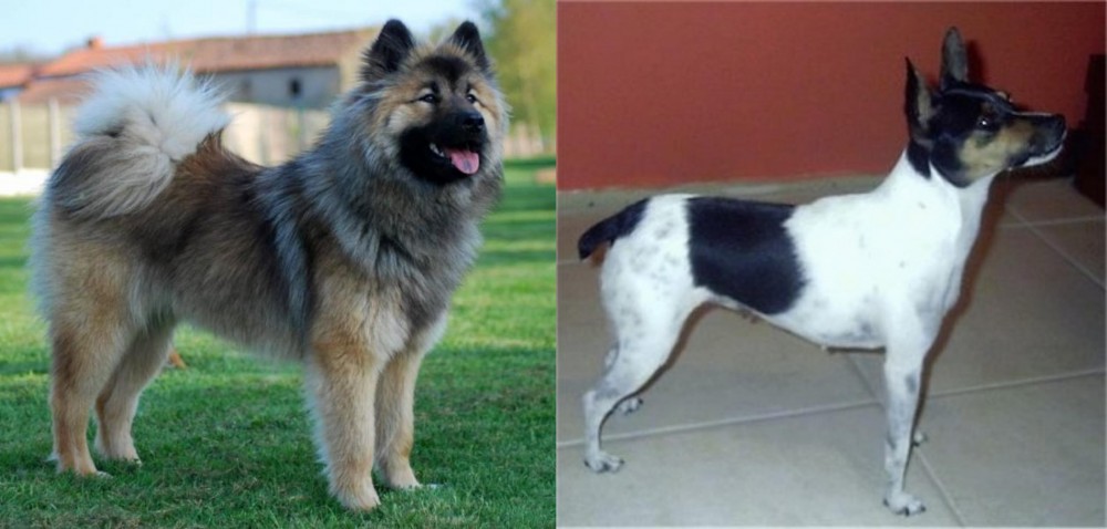 Miniature Fox Terrier vs Eurasier - Breed Comparison