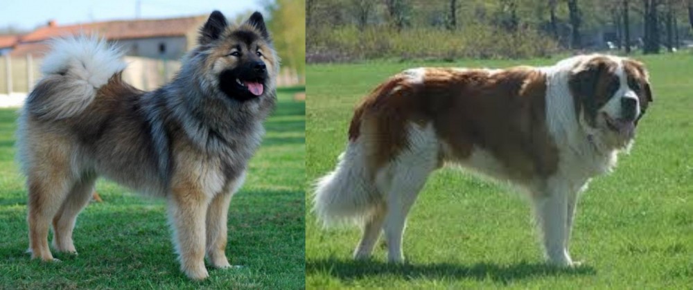 Moscow Watchdog vs Eurasier - Breed Comparison