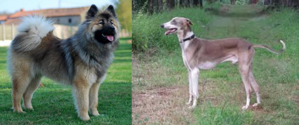 Mudhol Hound vs Eurasier - Breed Comparison