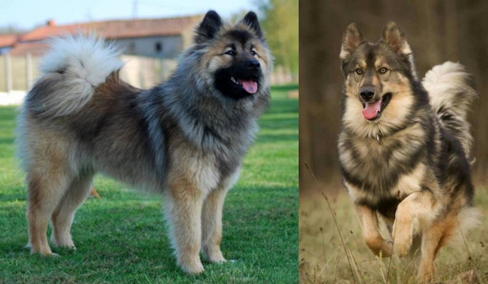 Native American Indian Dog vs Eurasier - Breed Comparison