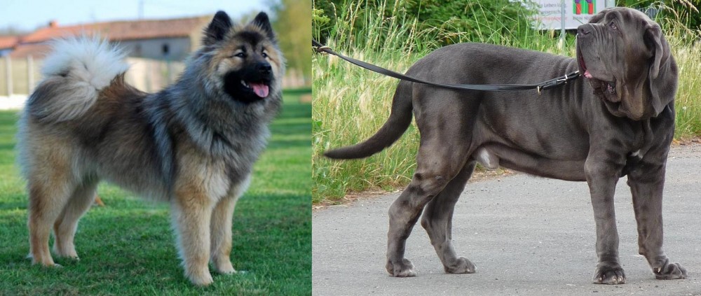 Neapolitan Mastiff vs Eurasier - Breed Comparison