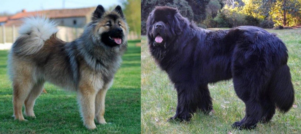 Newfoundland Dog vs Eurasier - Breed Comparison