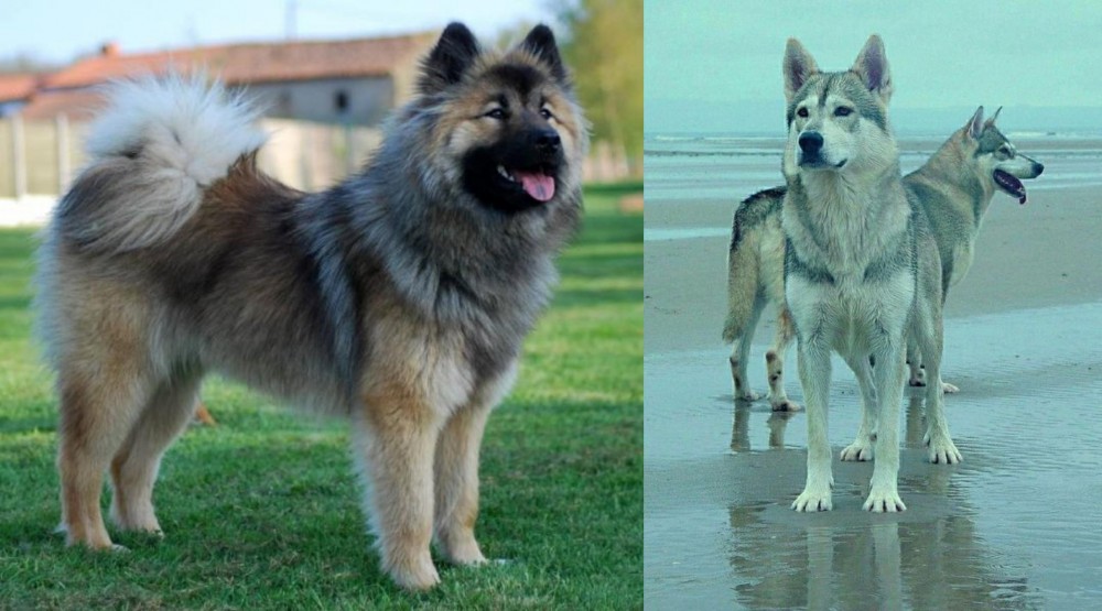 Northern Inuit Dog vs Eurasier - Breed Comparison