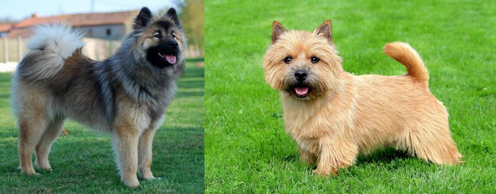 Norwich Terrier vs Eurasier - Breed Comparison