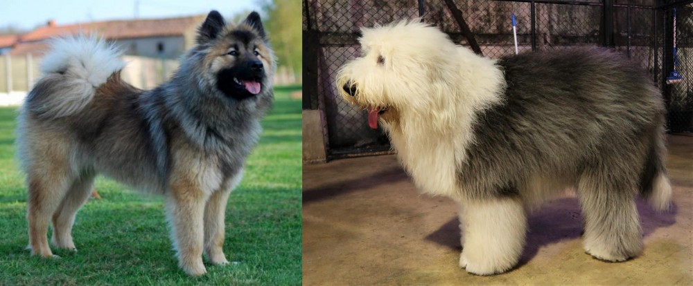Old English Sheepdog vs Eurasier - Breed Comparison