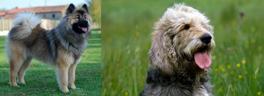 Otterhound vs Eurasier - Breed Comparison