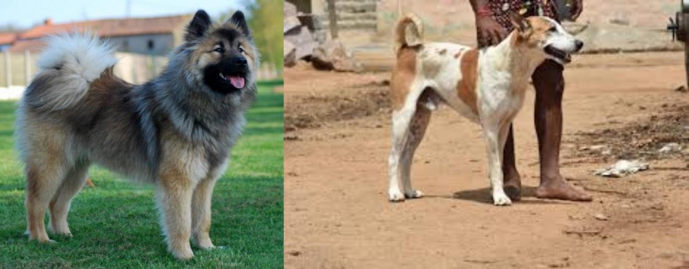 Pandikona vs Eurasier - Breed Comparison