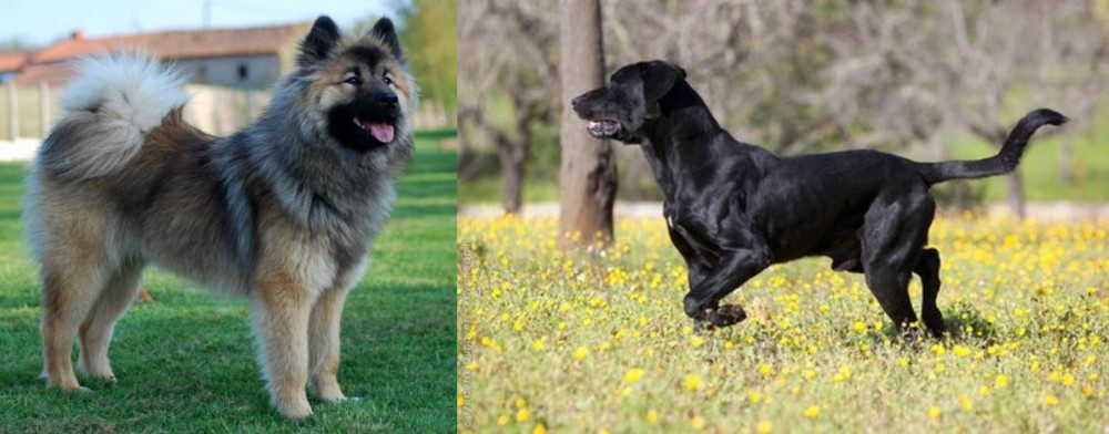 Perro de Pastor Mallorquin vs Eurasier - Breed Comparison