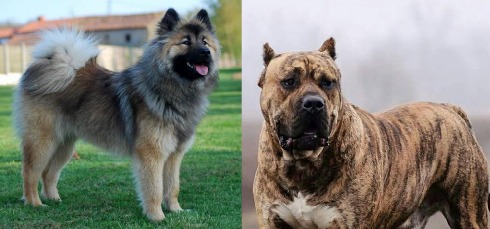 Perro de Presa Canario vs Eurasier - Breed Comparison