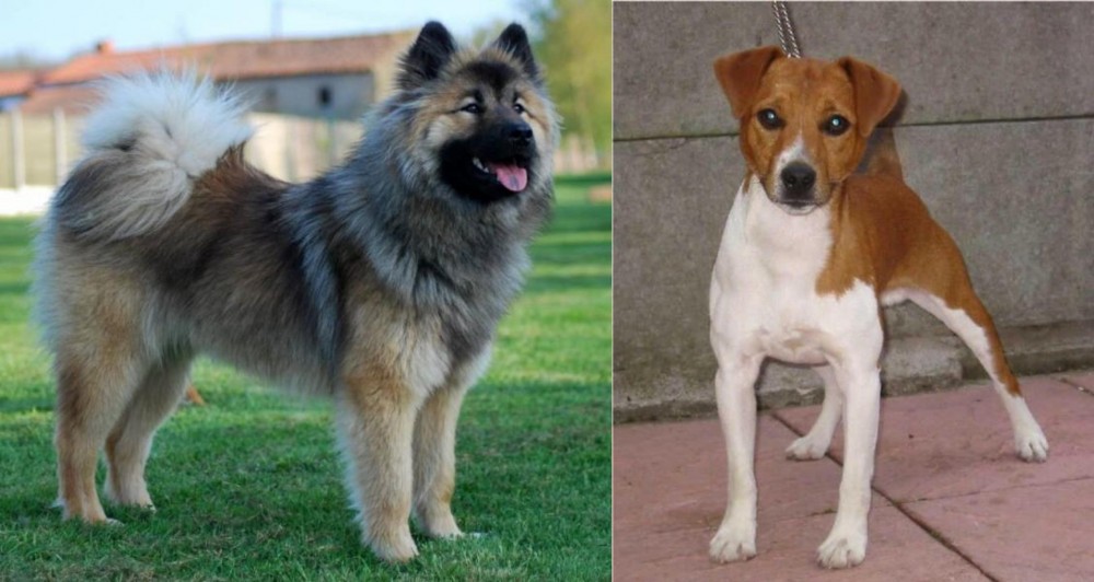 Plummer Terrier vs Eurasier - Breed Comparison