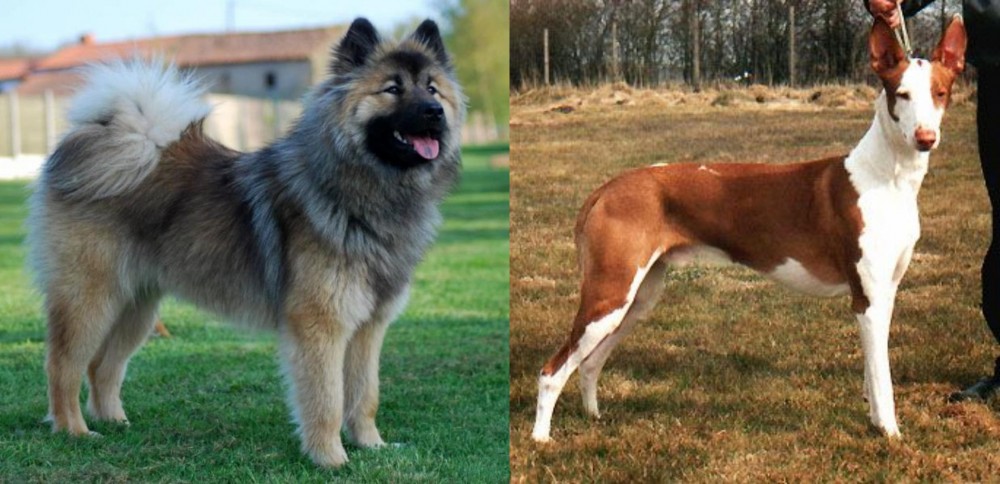 Podenco Canario vs Eurasier - Breed Comparison