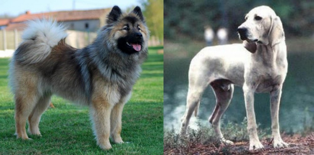 Porcelaine vs Eurasier - Breed Comparison