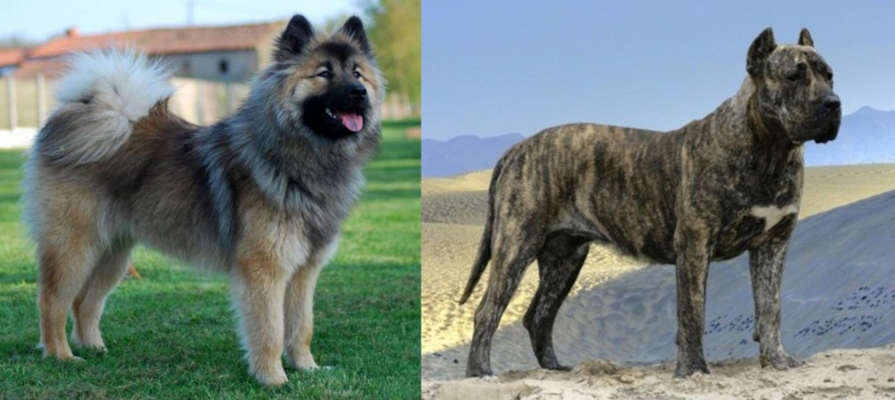 Presa Canario vs Eurasier - Breed Comparison