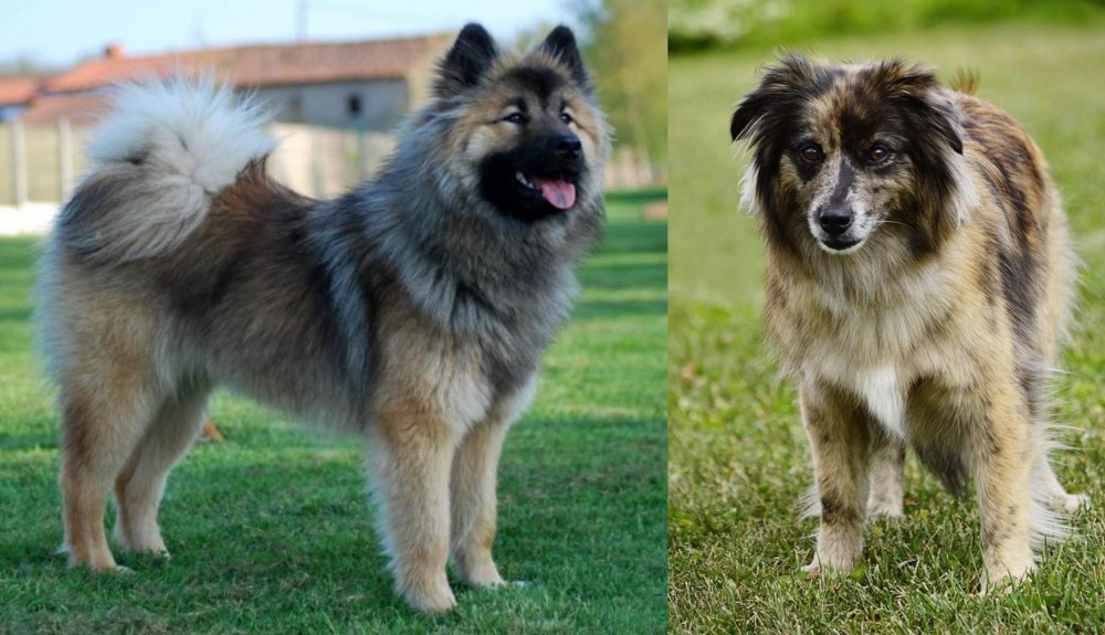 Pyrenean Shepherd vs Eurasier - Breed Comparison
