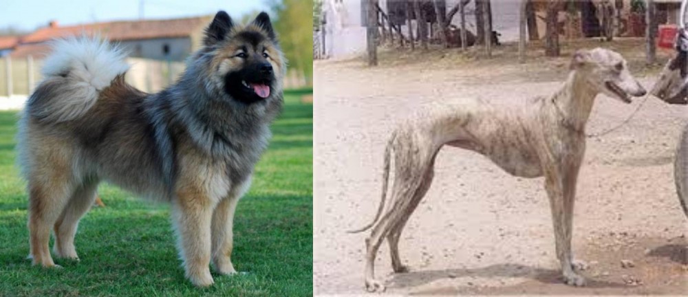 Rampur Greyhound vs Eurasier - Breed Comparison
