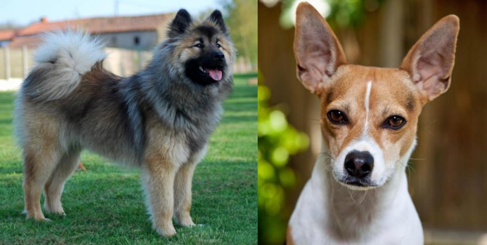 Rat Terrier vs Eurasier - Breed Comparison