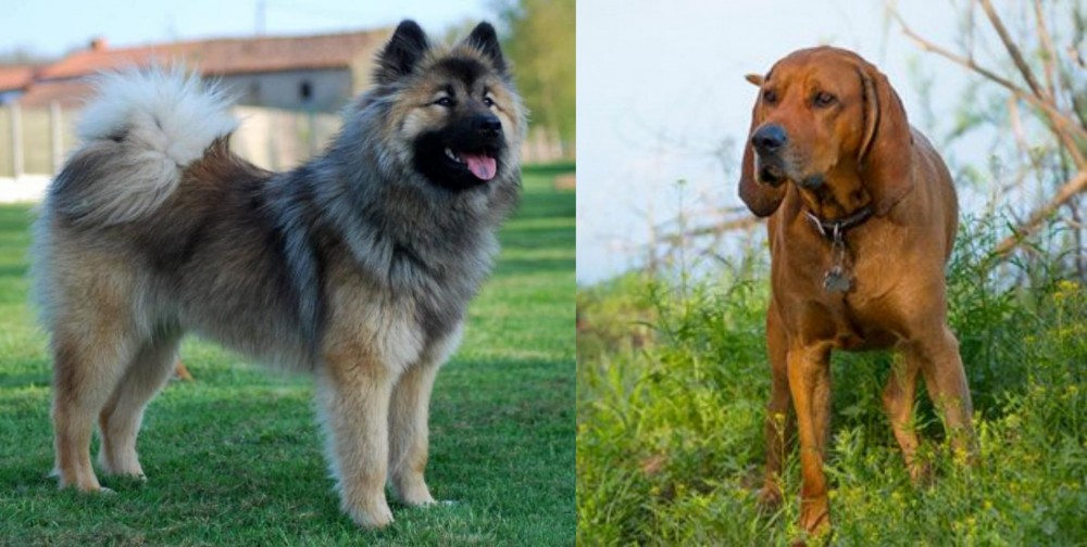 Redbone Coonhound vs Eurasier - Breed Comparison