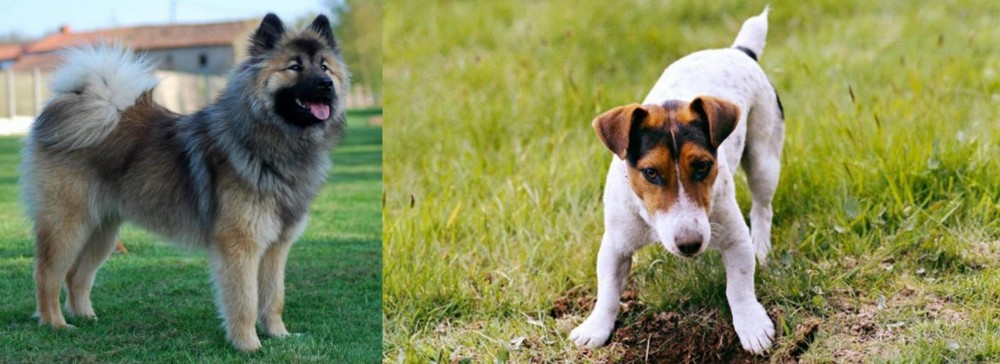 Russell Terrier vs Eurasier - Breed Comparison
