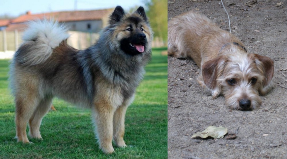 Schweenie vs Eurasier - Breed Comparison