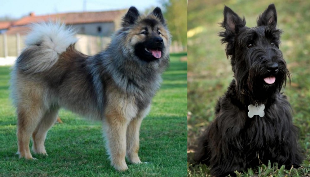 Scoland Terrier vs Eurasier - Breed Comparison