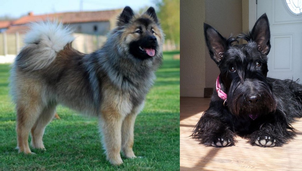 Scottish Terrier vs Eurasier - Breed Comparison