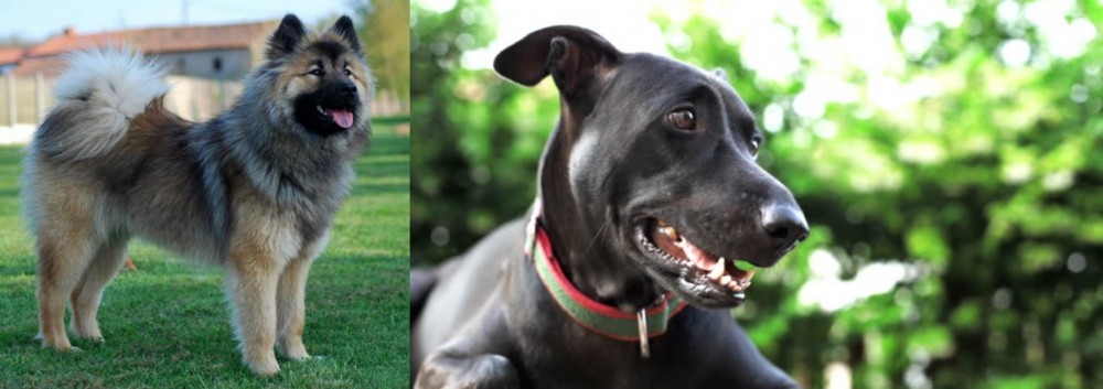 Shepard Labrador vs Eurasier - Breed Comparison