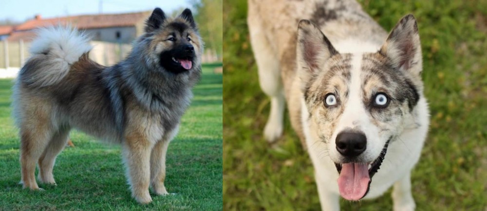 Shepherd Husky vs Eurasier - Breed Comparison
