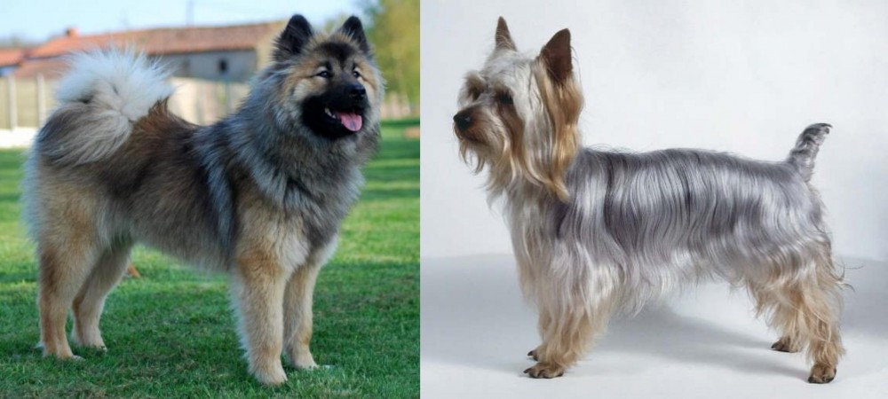 Silky Terrier vs Eurasier - Breed Comparison