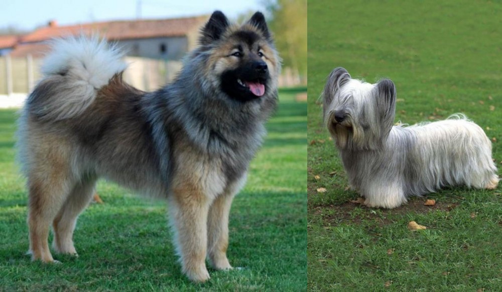 Skye Terrier vs Eurasier - Breed Comparison