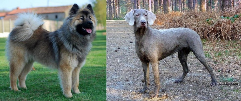 Slovensky Hrubosrsty Stavac vs Eurasier - Breed Comparison