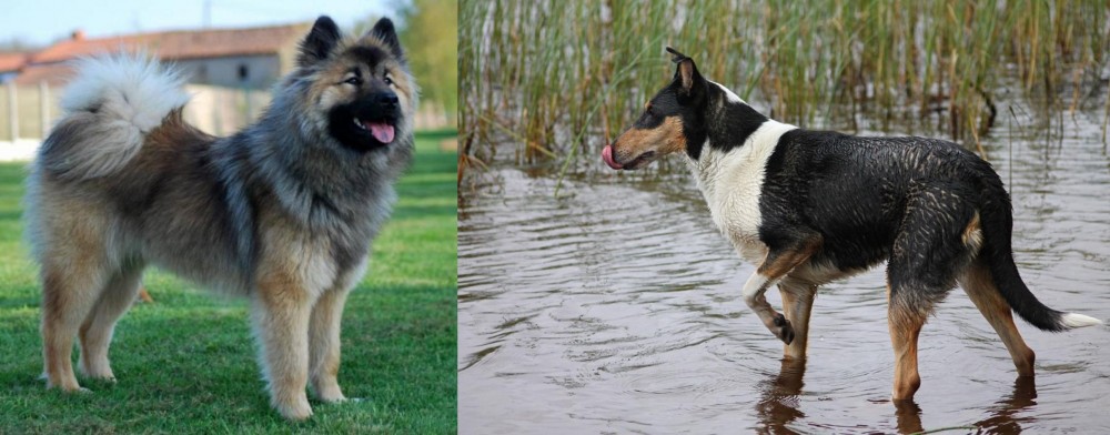 Smooth Collie vs Eurasier - Breed Comparison
