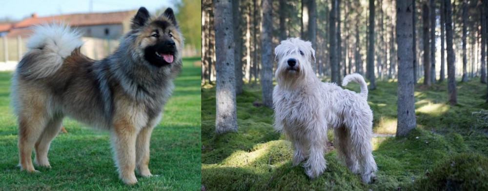 Soft-Coated Wheaten Terrier vs Eurasier - Breed Comparison