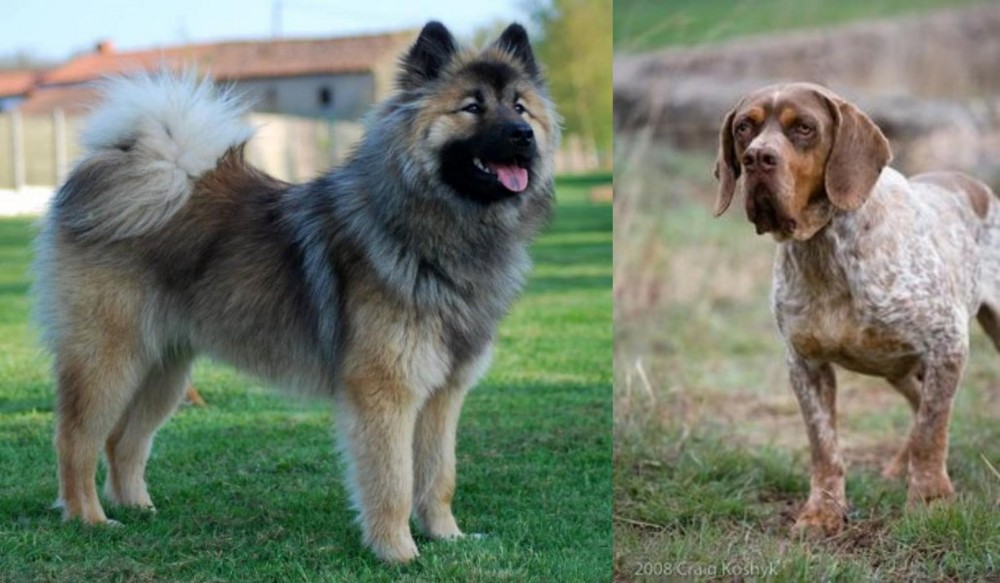Spanish Pointer vs Eurasier - Breed Comparison