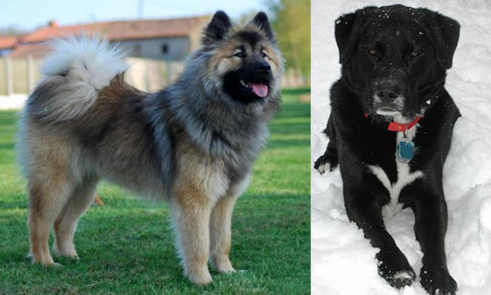 St. John's Water Dog vs Eurasier - Breed Comparison