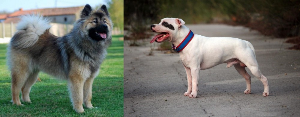 Staffordshire Bull Terrier vs Eurasier - Breed Comparison