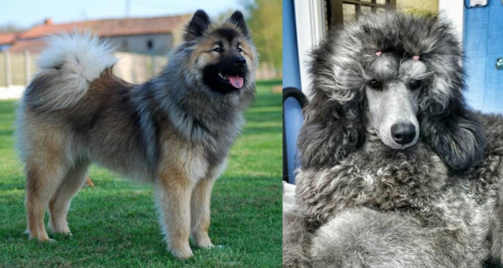 Standard Poodle vs Eurasier - Breed Comparison