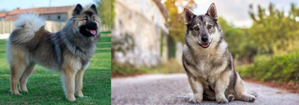 Swedish Vallhund vs Eurasier - Breed Comparison