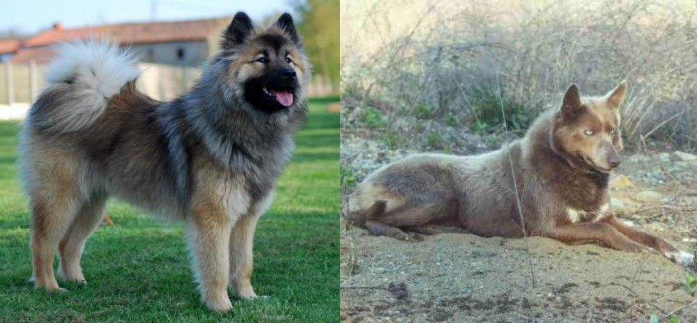 Tahltan Bear Dog vs Eurasier - Breed Comparison