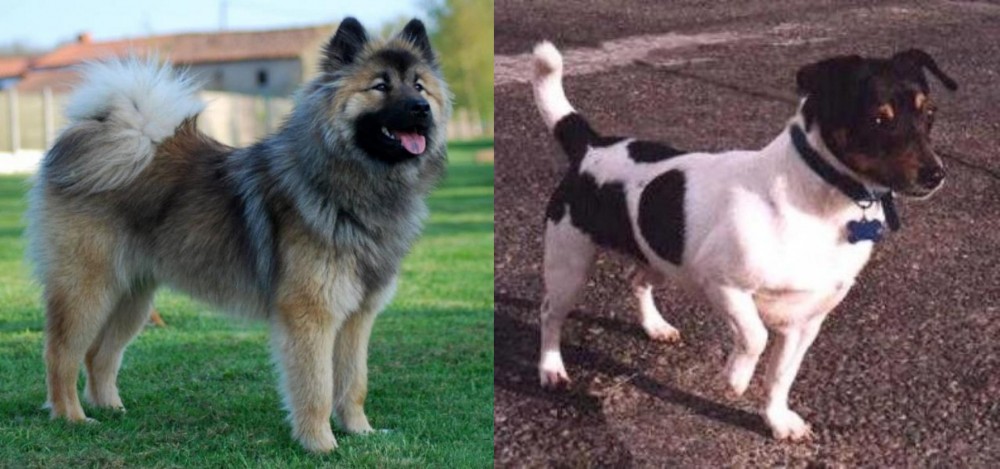 Teddy Roosevelt Terrier vs Eurasier - Breed Comparison